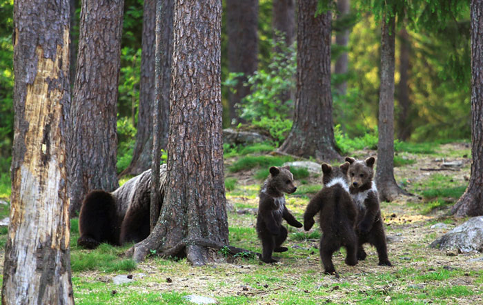 photographer-caught-Dancing-baby-bears