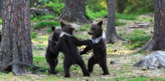 photographer-dancing-baby-bears-featured-image