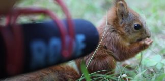 photographer-microphone-baby-squirrel-featured-image