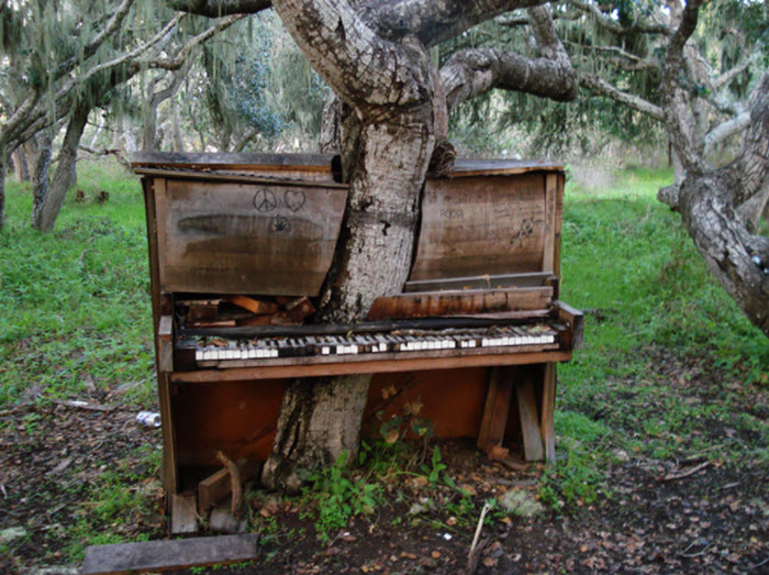 Piano claimed by Mother Nature tree