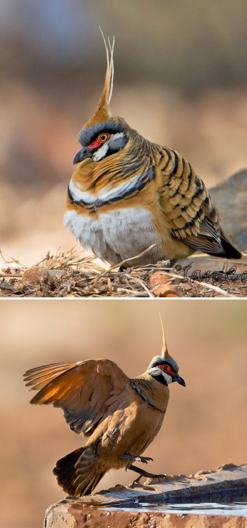 Spinifex Pigeon