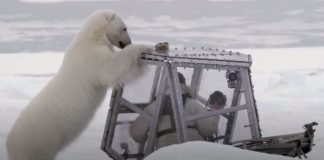 polar-bear-attack-featured-image