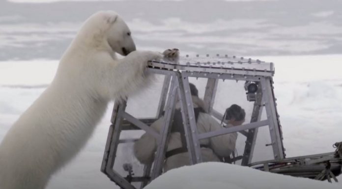 polar-bear-attack-featured-image