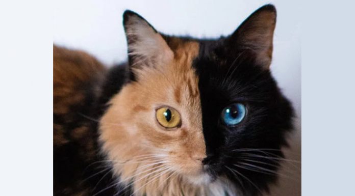 Quimera chimera cat Instagram