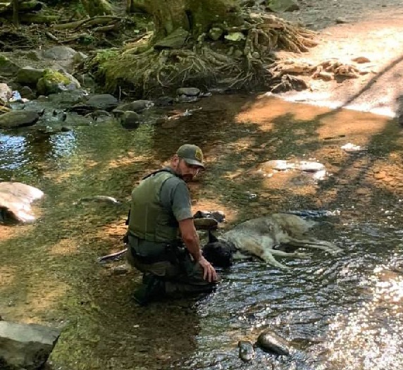 ranger with dog in stream