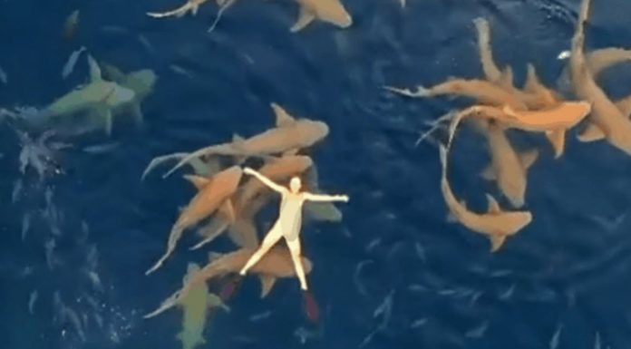 woman floating in sharks