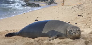 seal-fart-featured-image