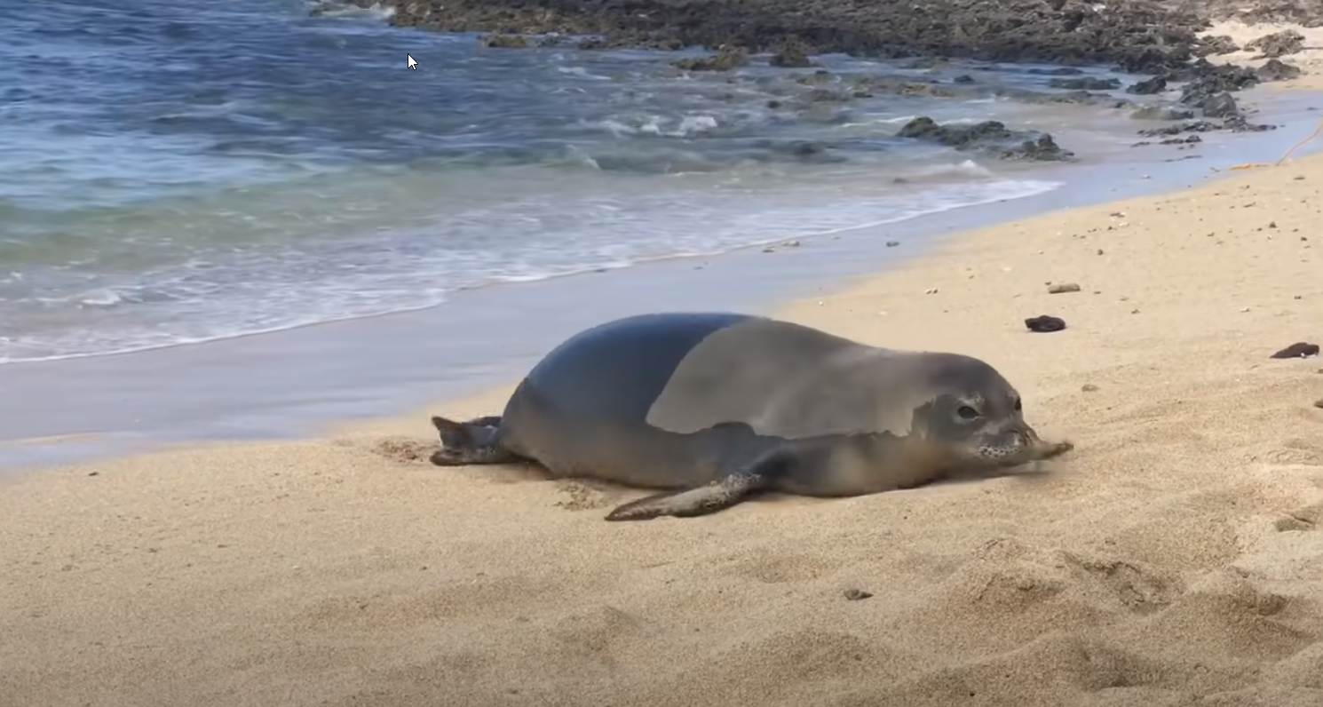 seal-goes-off-shore