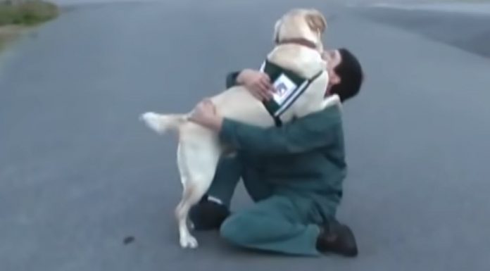 service-dog-prison-trained-featured-image