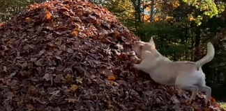 stella-dog-leaf-jumps-featured-image