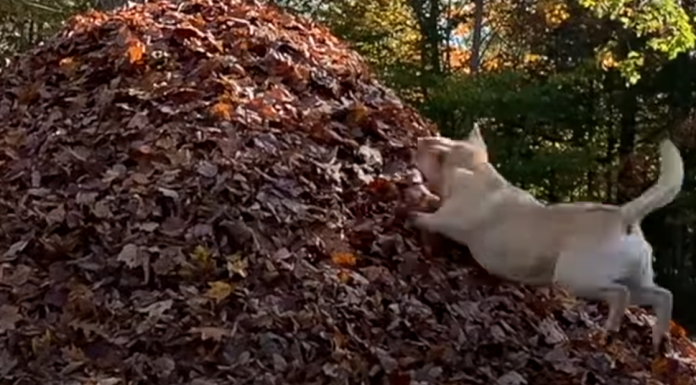 Just a 3 Minute Compilation of Stella’s Best Leaf Jumps Ever stella-dog-leaf-jumps-featured-image
