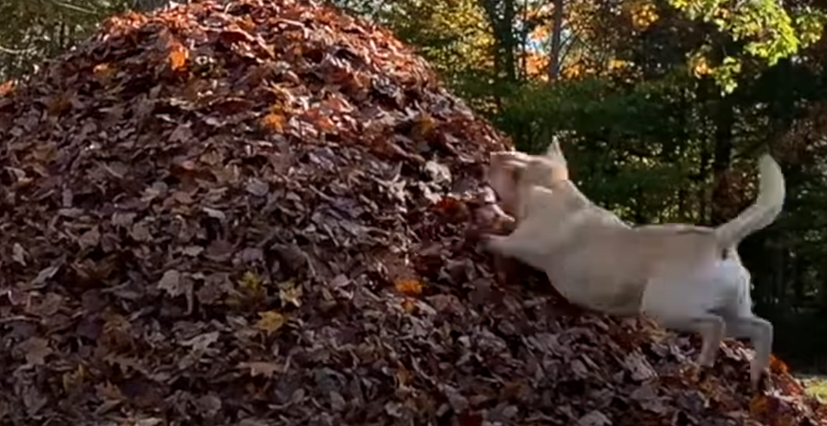 Just a 3 Minute Compilation of Stella's Best Leaf Jumps Ever