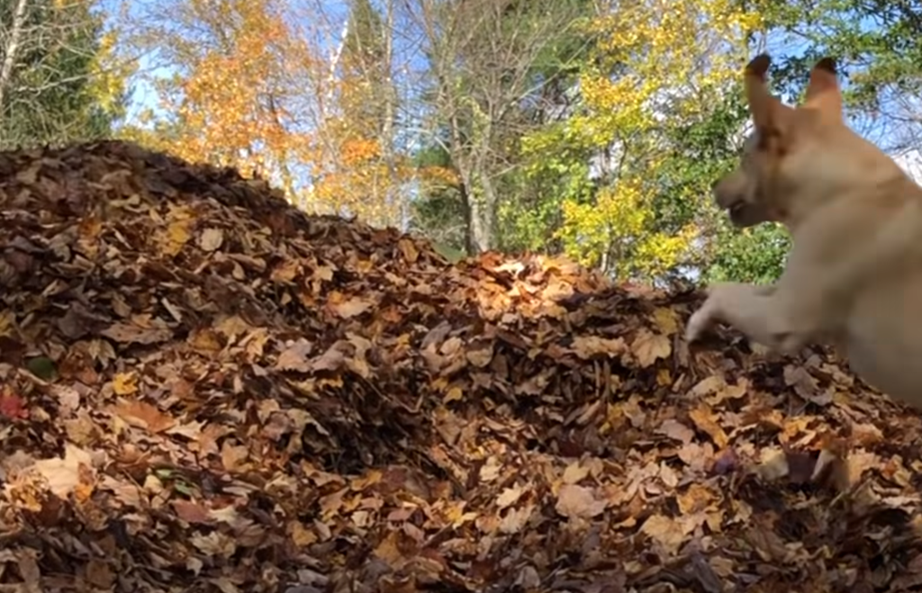 stella-leaf-jumping-dog