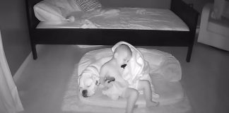 toddler-sneaks-out-bed-sleep-dog-featured-image