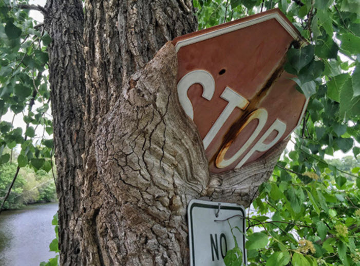 Tree eating a stop sign