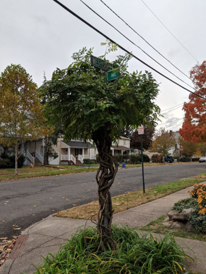 tree overtaking street sign topiary