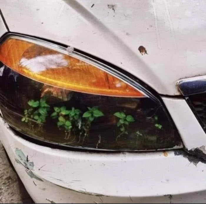 Trees growing inside car headline