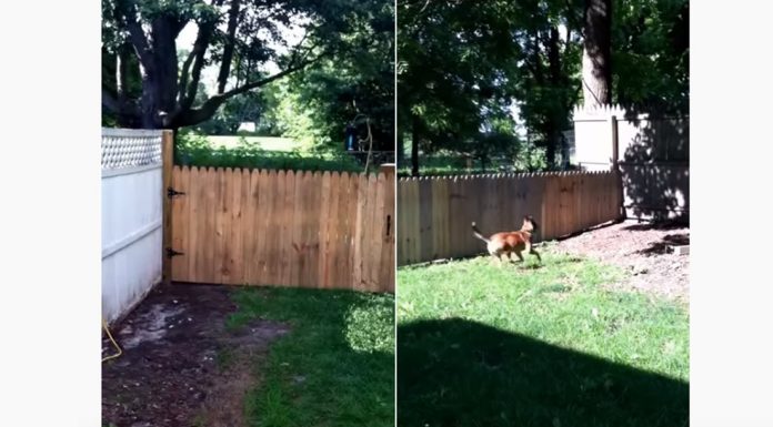 Man Just Finishes Building a Dog Fence and Lets His Dog Out for a Test Run