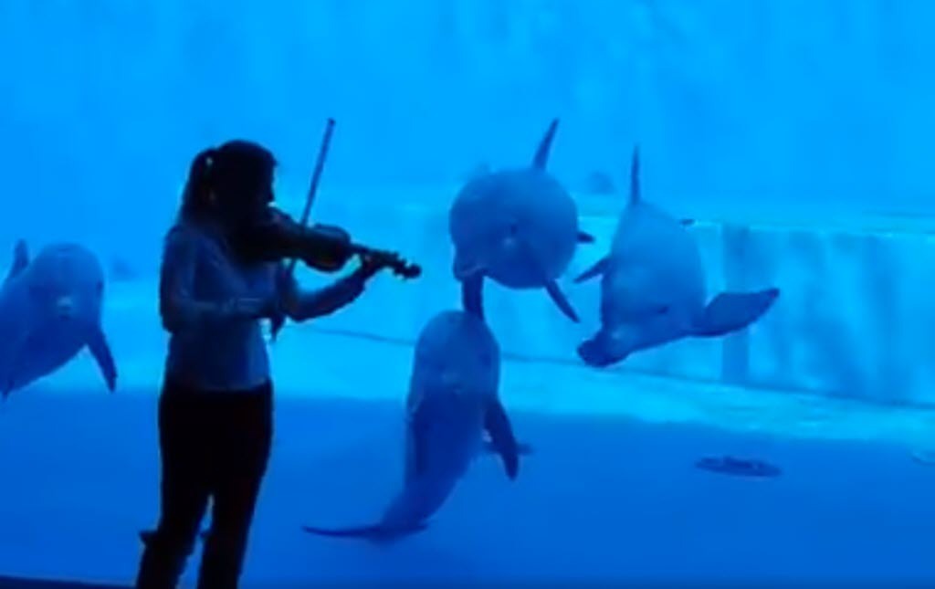 violinist-aquarium-music-dolphins