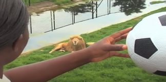 Zookeeper throws a ball to the lion