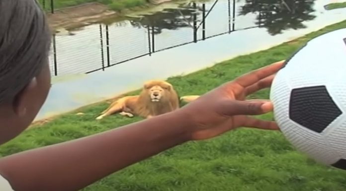 Zookeeper throws a ball to the lion